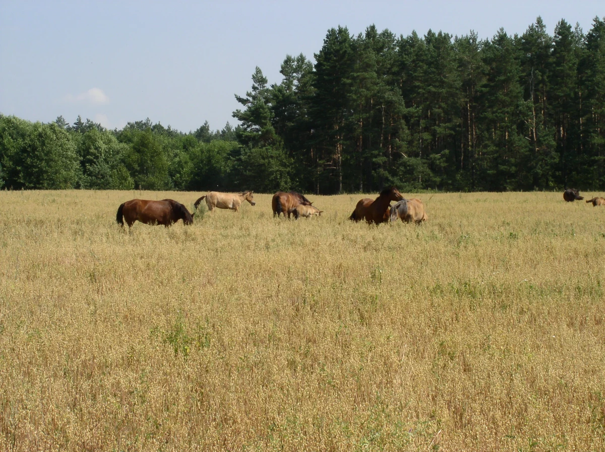 Scenic view of Belarus