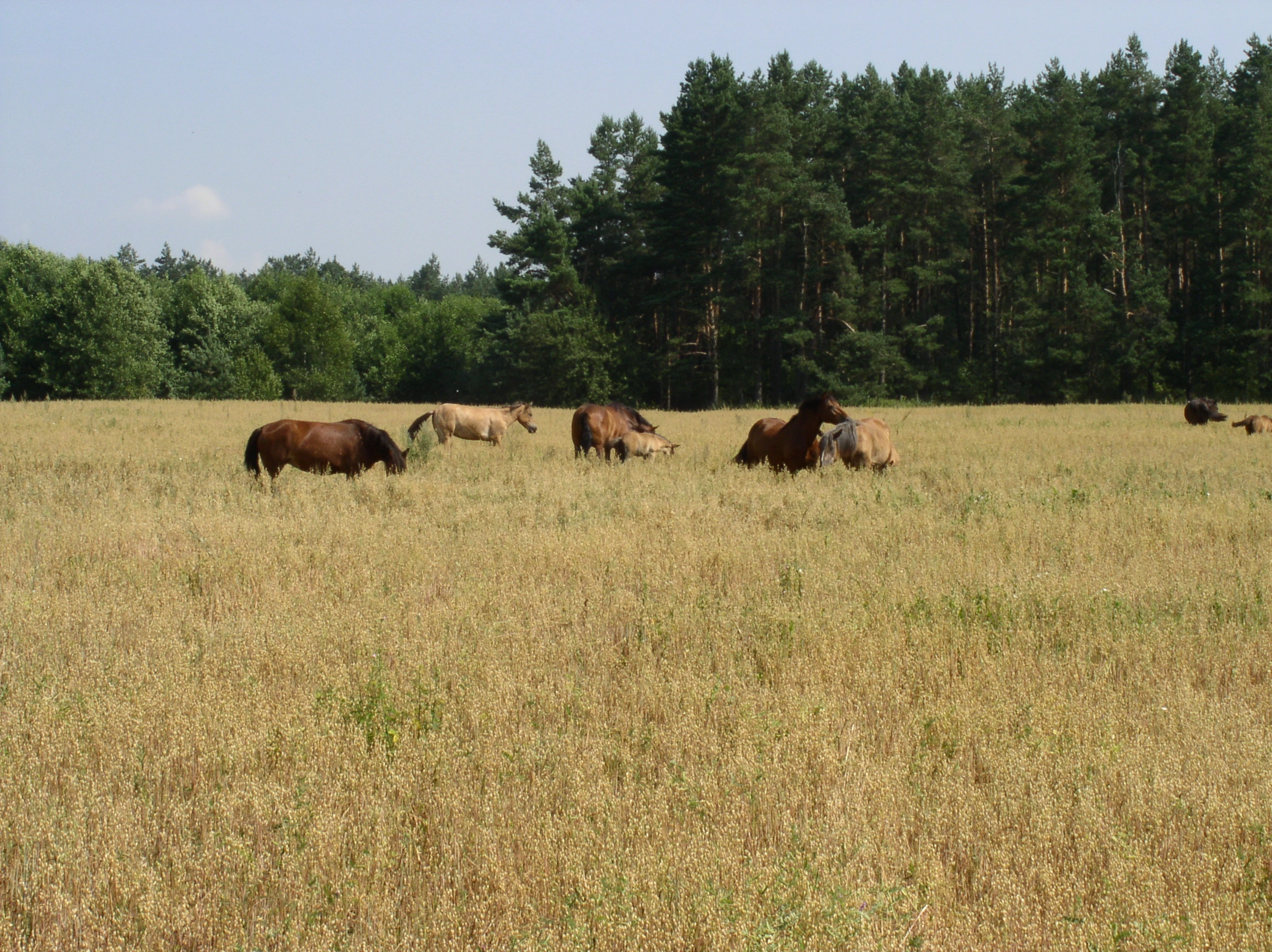 Scenic view of Belarus