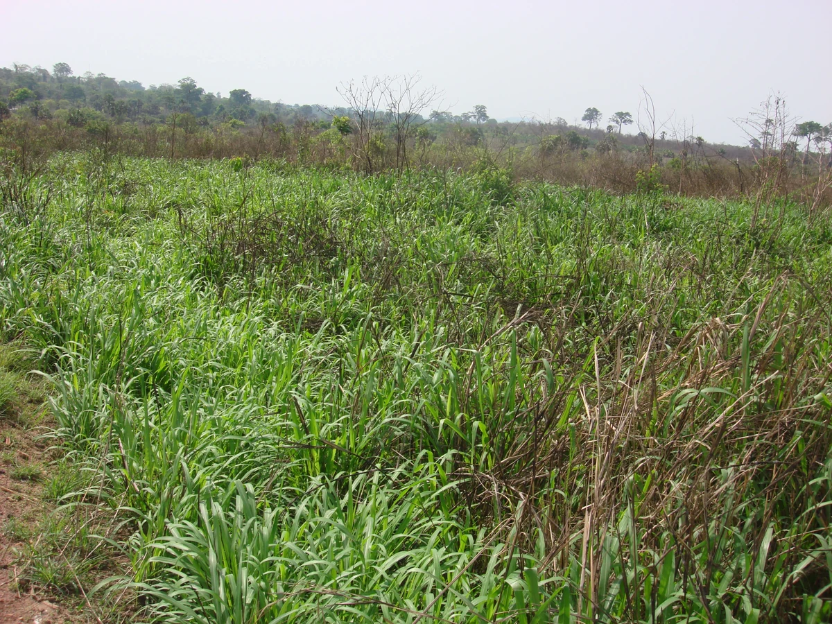 Scenic view of Côte d'Ivoire