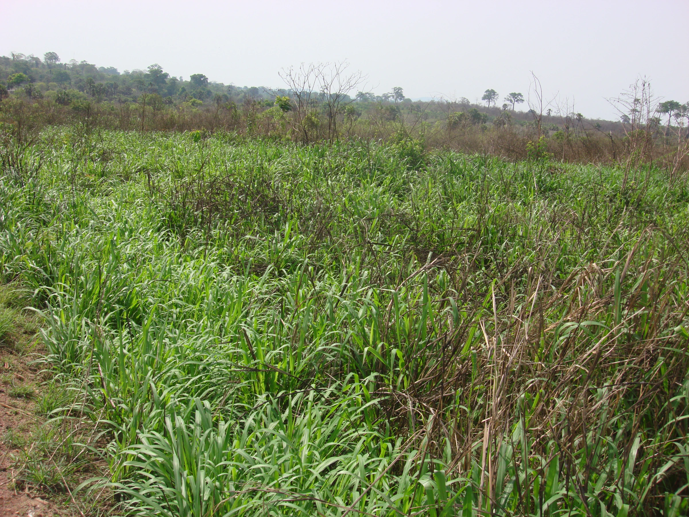 Scenic view of Côte d'Ivoire