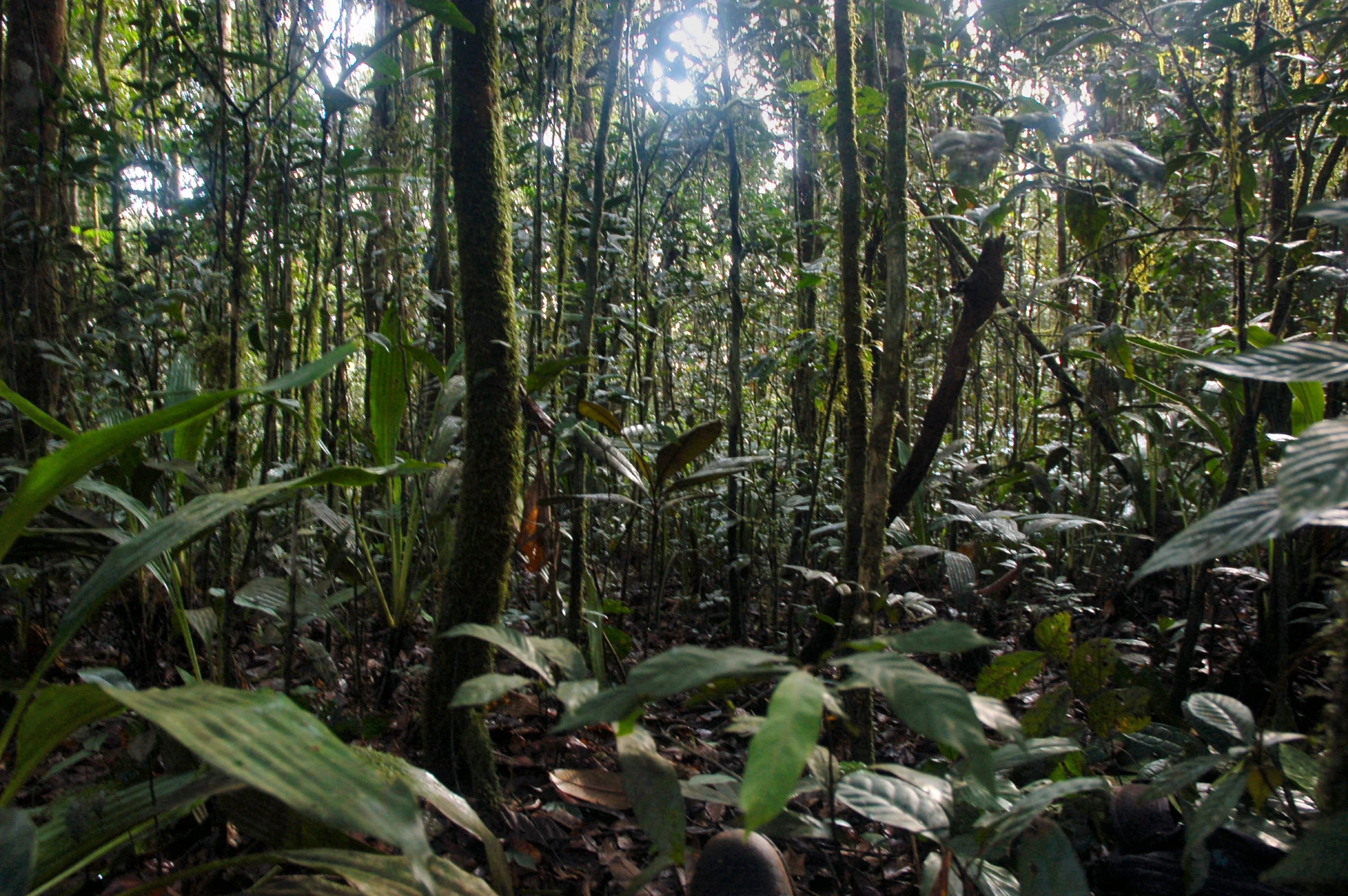 Scenic view of Gabon