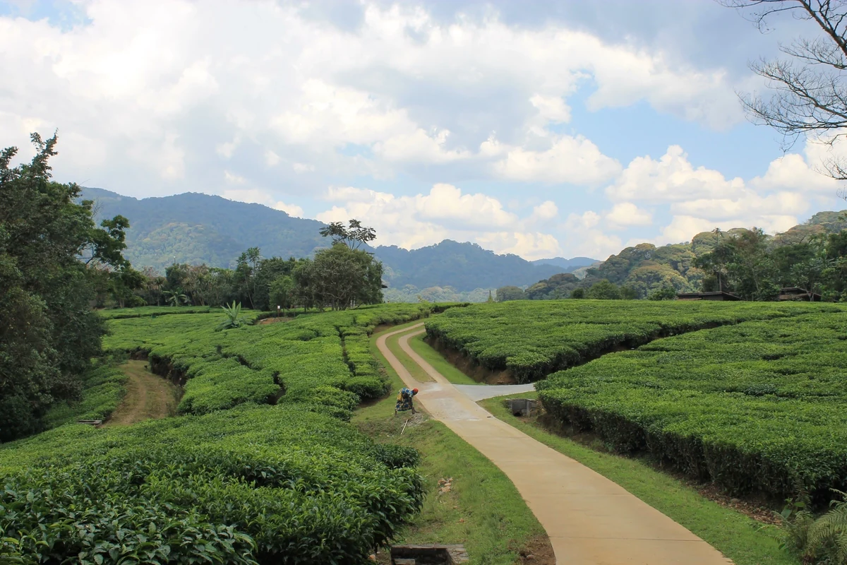 Scenic view of Rwanda