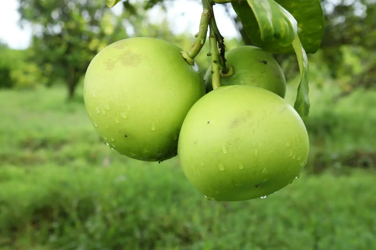 Banner image from the Ethiopian Institute of Agricultural Research website