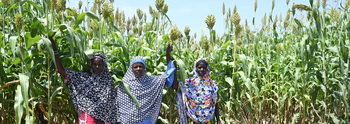 Banner image from the International Crops Research Institute for the Semi-Arid Tropics website