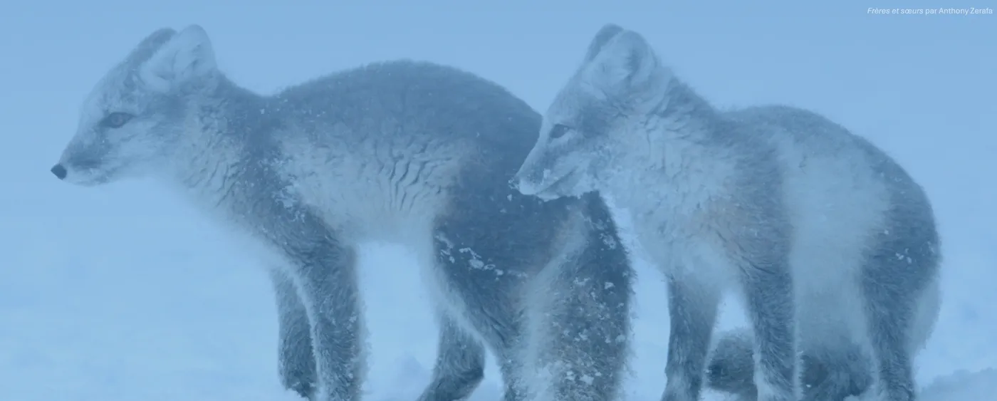 Banner image from the Quebec Centre For Biodiversity Science website