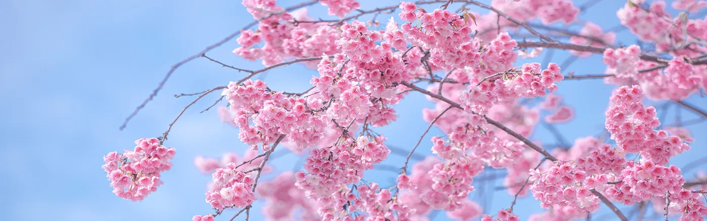 Banner image from the Sichuan Vocational College of Cultural Industries website