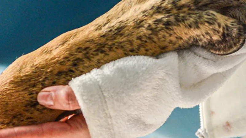 Banner image from the Universidad Santo Tomás website