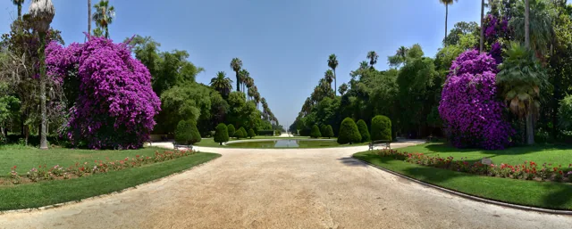 Trees and paths at the Jardin d’essai du Hamma in Algiers