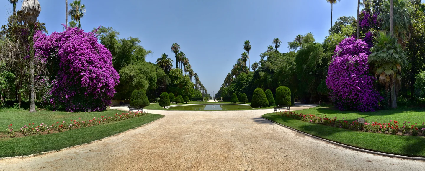Trees and paths at the Jardin d’essai du Hamma in Algiers