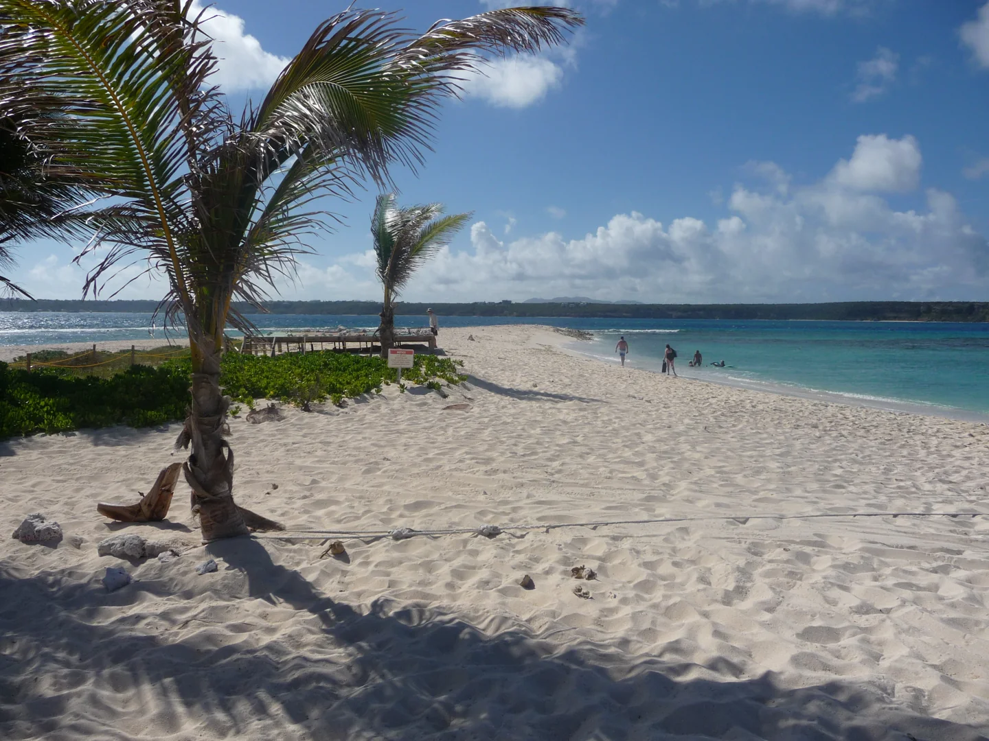 Palm tree and sandy beach on Sandy Island, Anguilla