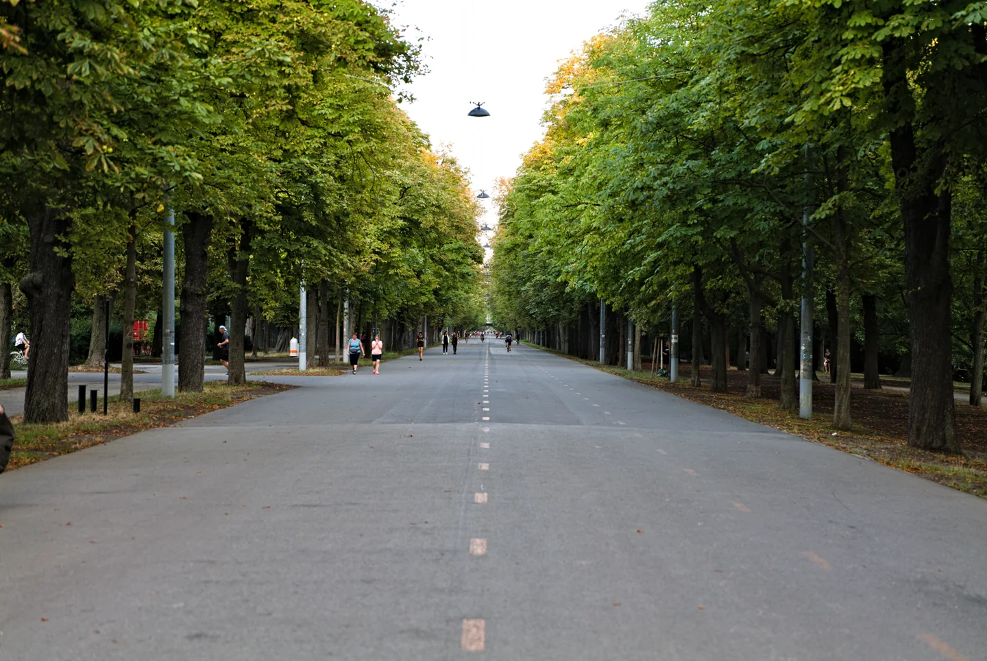 Tree-lined Hauptallee avenue in the Vienna Prater