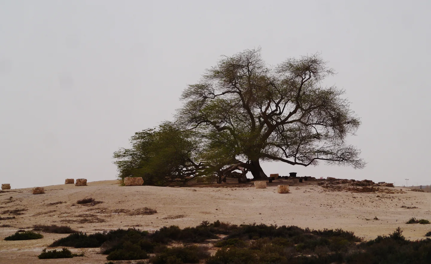 Wide spreading Tree of Life in Bahrain desert