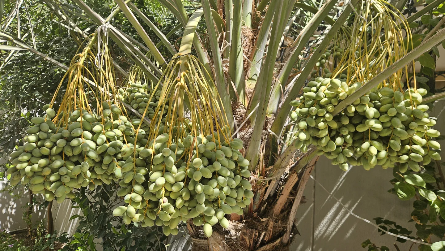 Green dates clustered on a palm tree in Bahrain