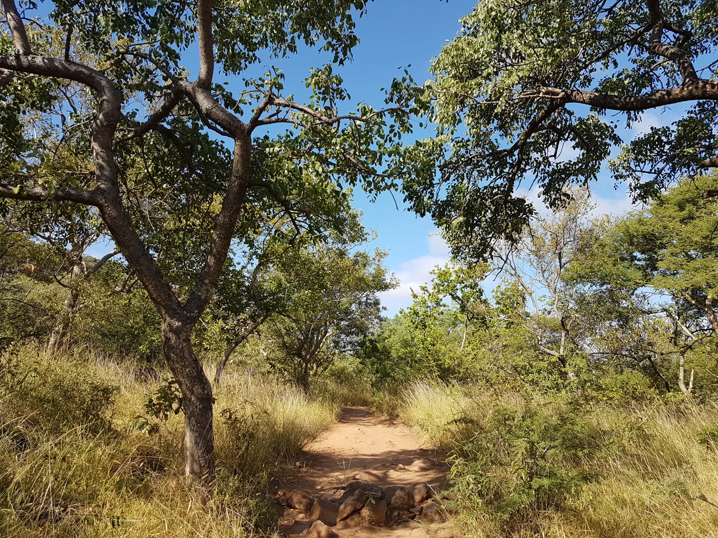 Marula trees beside a walking trail towards Kgale Hill near Gaborone
