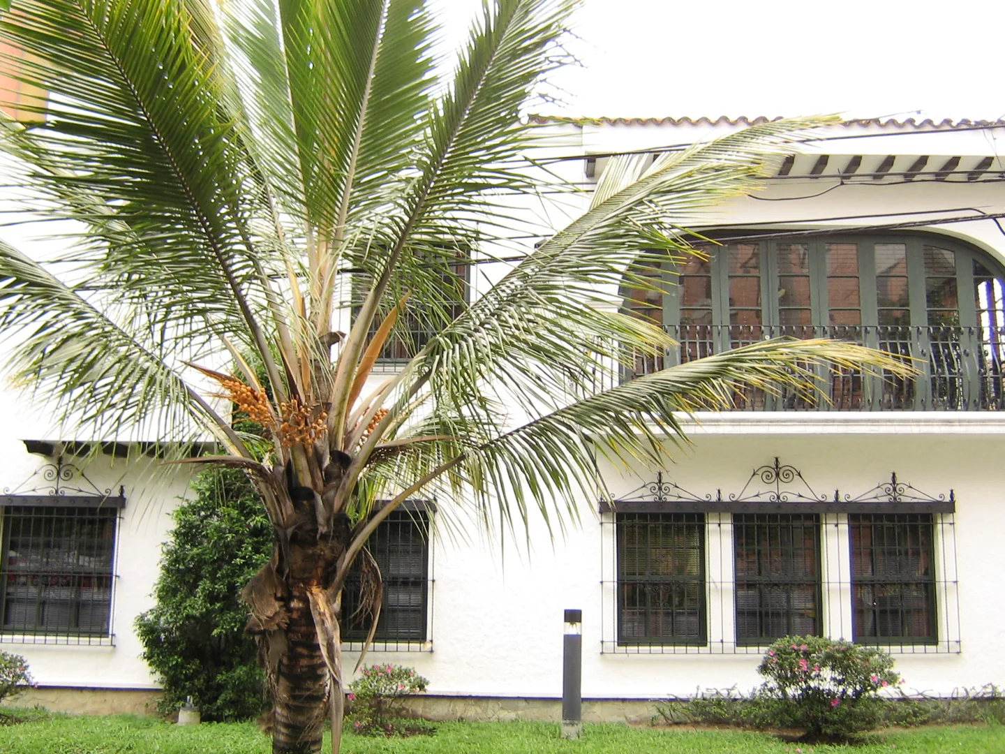 A house facade, balcony and palm in Laureles, Medellin
