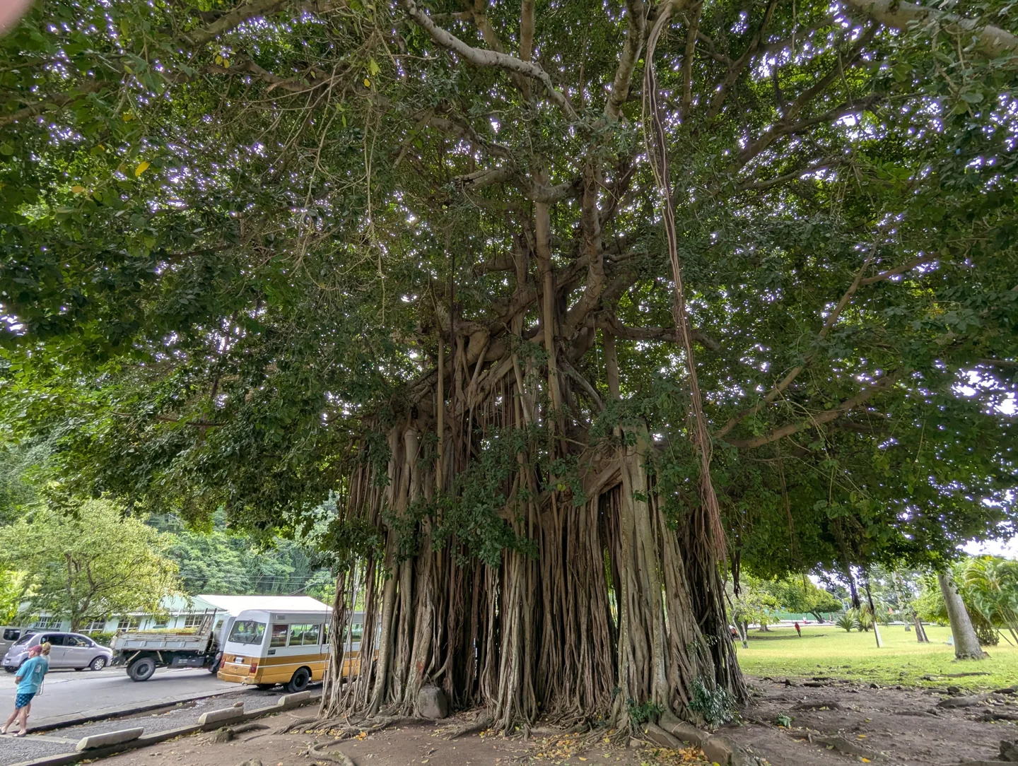 Trees and public green space at Dominica Botanic Gardens in Roseau